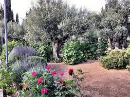 een visie van de tuin van gethsemane in Jeruzalem foto