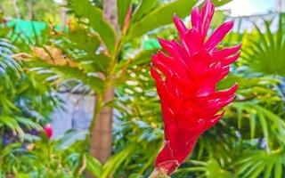 Purper rood roze gember bloem bijzonder tropisch fabriek in Mexico. foto