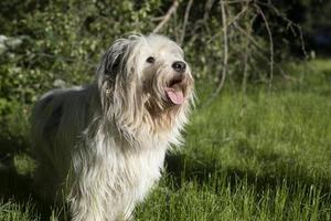 hond met wit jas. huisdier in zomer. veel van lang haar. dier Aan wandelen. foto