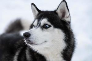 husky hond portret, winter besneeuwde achtergrond. grappig huisdier bij het wandelen voor de sledehondentraining. foto