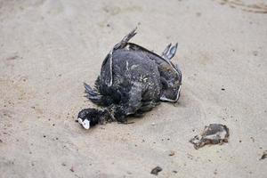 dood lichaam van vogel, Euraziatisch of Australisch koet, Aan strand foto