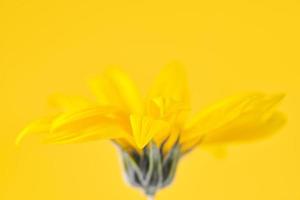 gele bloemknop van topinambur op gele achtergrond, bovenste kopie ruimte, vage gele bloem foto