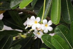 wit frangipani bloem plumeria alba met groen bladeren foto