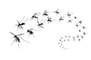 vliegend muggen geïsoleerd Aan wit achtergrond foto