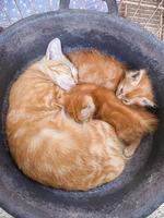 de katten vallen in slaap tussen de moeder en haar twee kinderen foto