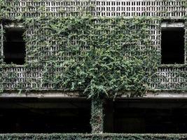 planten groei Aan een gebouw beton facade parkeerplaats bijlage foto