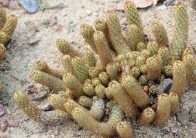 cactus in de tuin foto