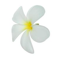 wit frangipani bloem geïsoleerd Aan wit achtergrond foto