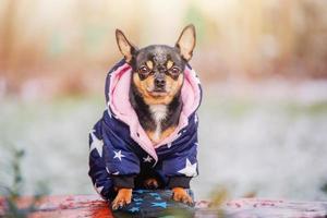 zwart chihuahua hond in warm winter kleren. hond Aan een wandelen. foto