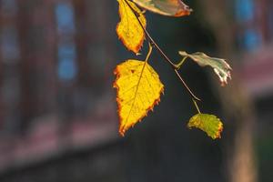 dichtbij omhoog van herfst Afdeling met geel bladeren met natuurlijk structuur Aan wazig donker achtergrond. natuurlijk herfst bladeren. mooi seizoensgebonden herfst bladeren. foto