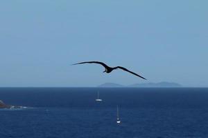 Rio de janeiro, rj, Brazilië, 2022 - een domoor vliegt over- twee broers natuurlijk park, leblon, Rio de Janeiro foto