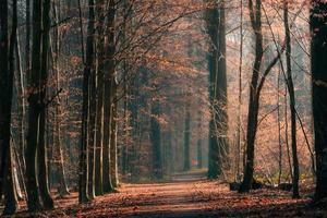 nevelig herfst Woud weg in mist. bladeren vallen naar de grond foto