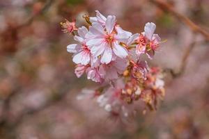 detailopname Bij Afdeling van sakura in bloesem. Japans tuin in bloesem foto