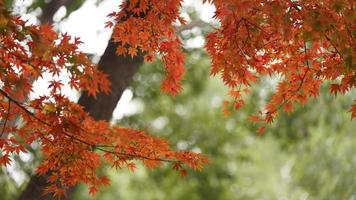 de mooi herfst visie met de kleurrijk bladeren Aan de boom in de stad foto