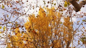 de mooi herfst visie met de kleurrijk bladeren Aan de boom in de stad foto