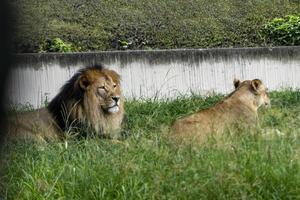 leeuw en leeuwin zittend resting Aan de gras, dierentuin Mexico foto