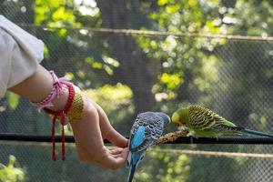 mooi jong vrouw voeden een vogel met een houten stok met zaden zit vast naar het, vogel stopt naar eten, kanarie, nimf, Mexico foto