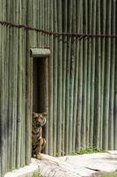 panthera Tigris Tigris tigre gluren uit van haar onderdak Bij de dierentuin, Mexico foto