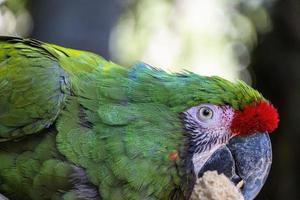 amazone viridigenalis, een portret roodvoorhoofd papegaai, poseren en bijten, mooi vogel met groen en rood gevederte, Mexico foto
