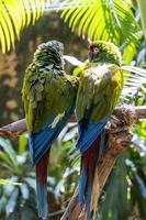 amazone viridigenalis, een portret roodvoorhoofd papegaai, poseren en bijten, mooi vogel met groen en rood gevederte, Mexico foto