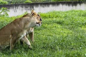 panthera leeuw, twee leeuwinnen spelen in de gras, terwijl bijten en knuffelen elk andere met hun klauwen, dierentuin, Mexico foto