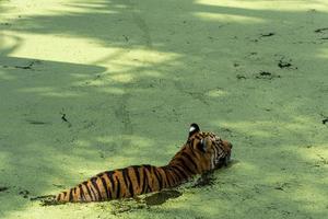 Bengalen tijger, panthera Tigris Tigris, zwemmen naar koel uit, mooi groot katachtig, Mexico, foto