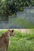 panthera leeuw, leeuwin zittend Aan de gras rusten, guadalajara dierentuin, Mexico foto