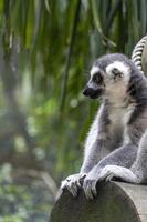 ring staart lemur, zittend observeren haar omgeving, harig dier, neef van de aap of apen foto