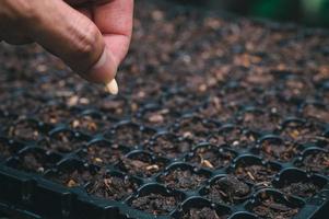 aanplant zaden, groenten en fruit in aanplant dienbladen. foto