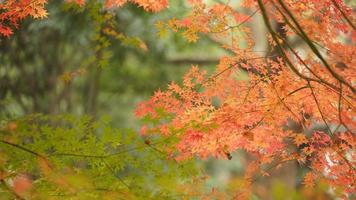 de mooi herfst visie met de kleurrijk bladeren Aan de boom in de stad foto