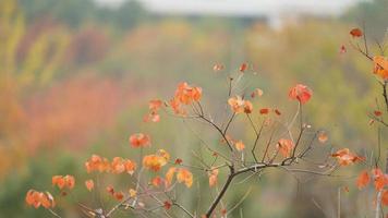 de mooi herfst visie met de kleurrijk bladeren Aan de boom in de stad foto