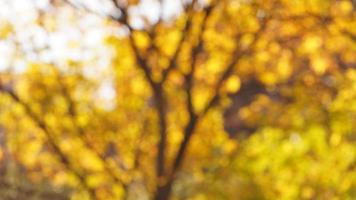 de herfst visie met de wazig geel bladeren en boom net zo achtergrond in herfst foto