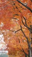 de mooi herfst visie met de kleurrijk bladeren Aan de boom in de stad foto