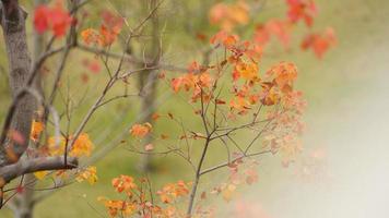 de mooi herfst visie met de kleurrijk bladeren Aan de boom in de stad foto