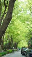 de mooi tuin visie met de vers groen bladeren en bloemen in zomer foto