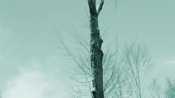 in beweging boom takken en wolken Aan een Doorzichtig dag foto