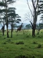 een visie van Kenia in de buurt kimilili foto