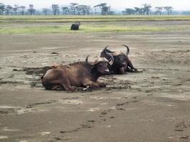 een visie van Kenia in de buurt kimilili foto