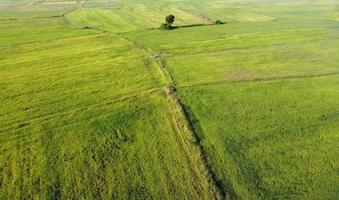 antenne foto's genomen door drones tonen de groen van agrarisch land. foto