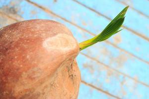 jonge boom kokosnoot Aan oud blauw houten foto