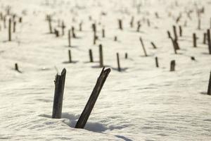 gehakt planten stok uit van sneeuw. sneeuw in winter. foto