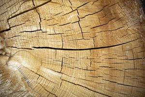 droog hout textuur. scheuren in romp van sparren. houten oppervlak. foto