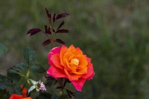 roos struik in zomer. roos tuin. natuur in park. schoonheid van oranje bloem. foto