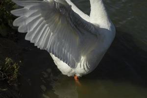 gans vleugel. gans kleppen haar Vleugels. watervogel. details van leven. foto