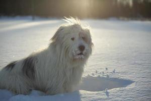 hond in de sneeuw. wandelen met huisdier. hond met wit haar in de winter in het park. foto