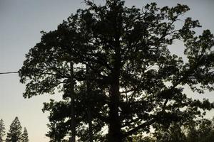 boom silhouet lucht, takken in avond. pijnboom silhouet. foto