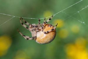 een bruin tuin spin met een groot mollig lichaam blijft hangen Aan een dun zijde draad, tegen een groen achtergrond in natuur foto