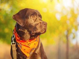 labrador retriever hond in een oranje bandana voor halloween. portret van een zwart jong hond. foto