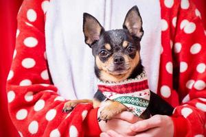 een driekleur chihuahua hond in een Kerstmis bandana met een kind in zijn armen. Kerstmis concept. foto