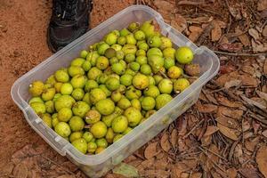 fruit gebeld mangaba in een houder foto